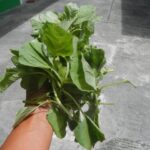 Spinacio