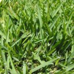 Stenotaphrum (erba di Sant'Agostino)