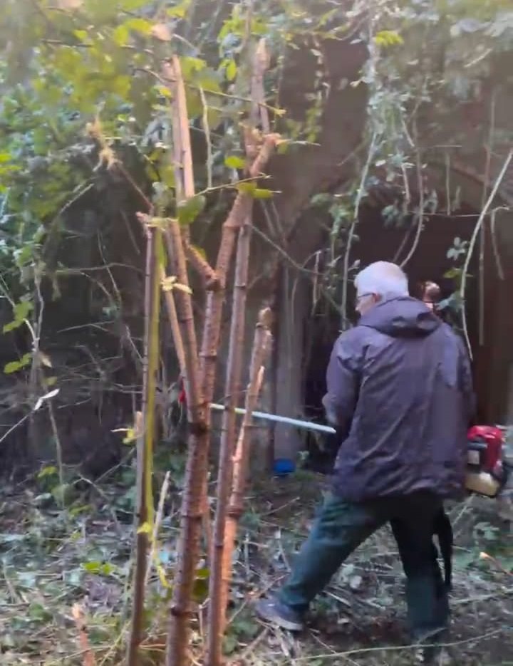 Taglio di arbusti e polloni con la motosega in un giardino abbandonato