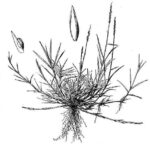 Zoysia
